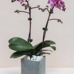 4 Best Flower Arranging Tips from a Pro Floral Designer